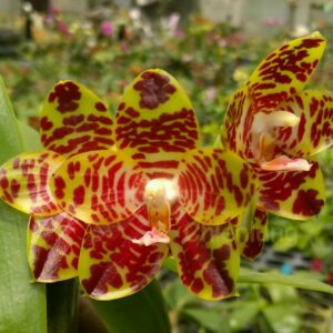 Phalaenopsis Chienlung Crocodile 'Nan' (Phal. Yaphon Nicegirl × Phal. gigantea)