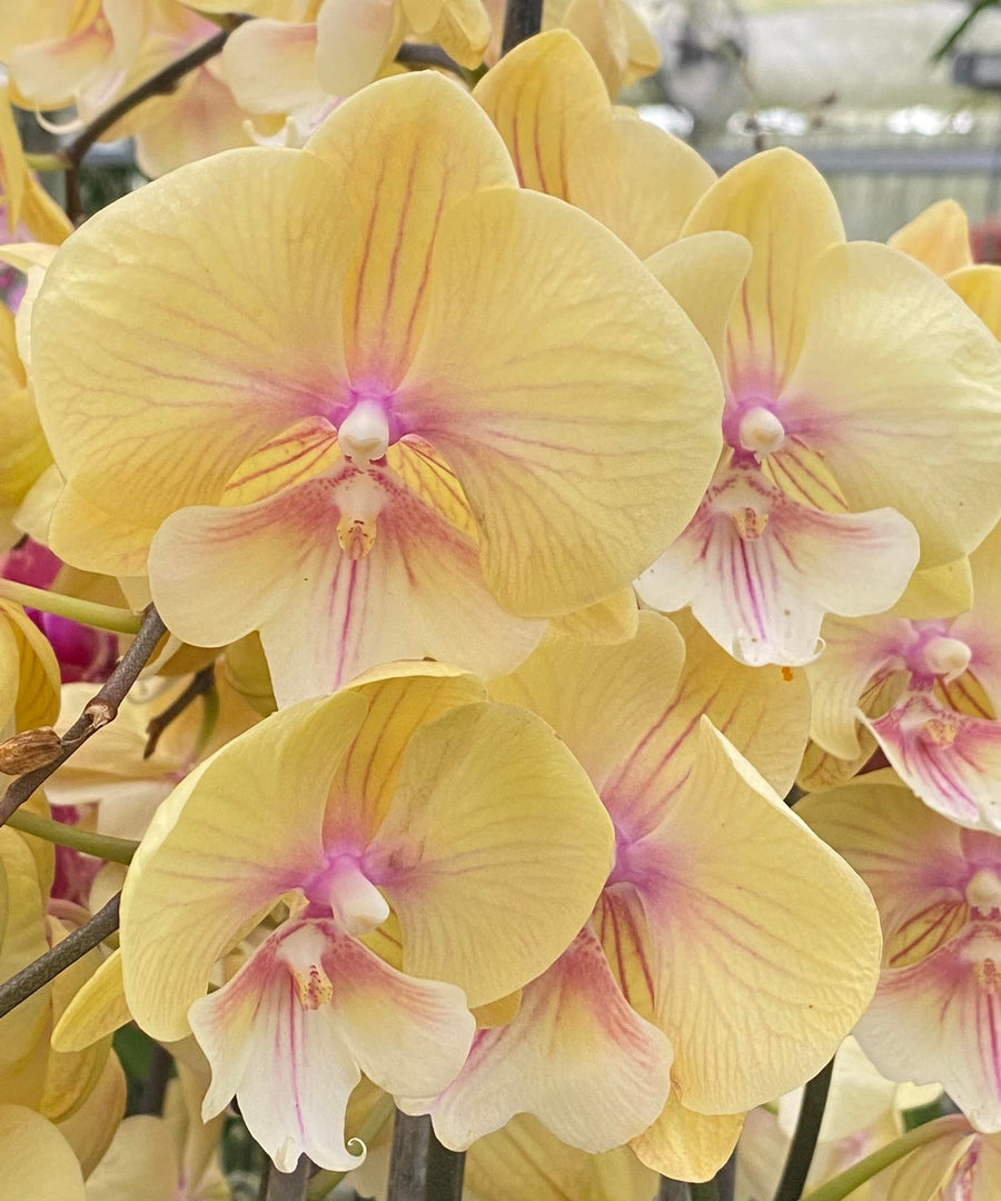 Phalaenopsis Younghome Green Dancer