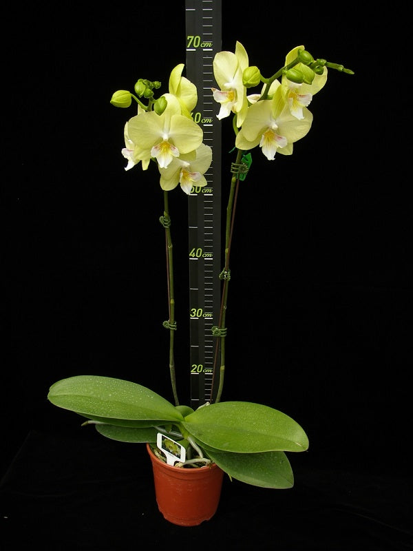 Phalaenopsis Younghome Green Dancer