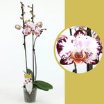 Carica l&#39;immagine nel visualizzatore Galleria, Phalaenopsis Yu Pin Dream Girl
