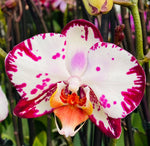 Carica l&#39;immagine nel visualizzatore Galleria, Phalaenopsis Yu Pin Dream Girl
