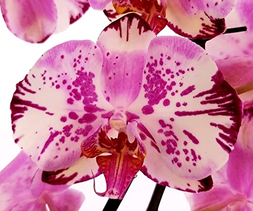 Phalaenopsis Yu Pin Lady 'Magic Art'