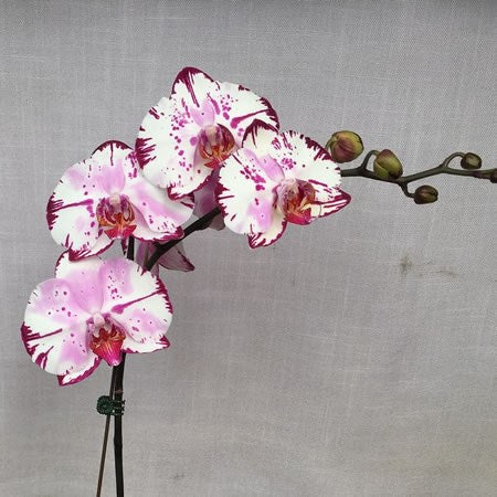 OFFERTA PHALAENOPSIS ALTE