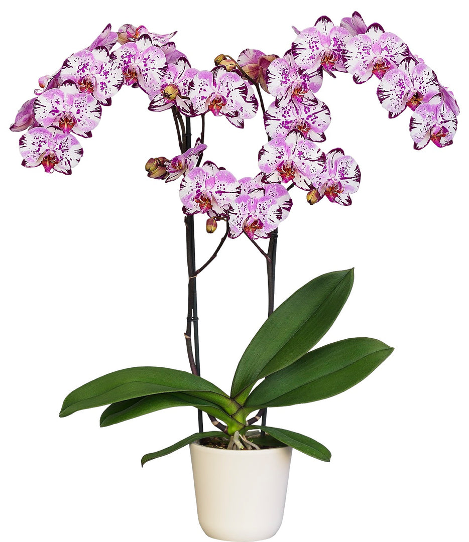 Phalaenopsis Yu Pin Lady 'Magic Art'