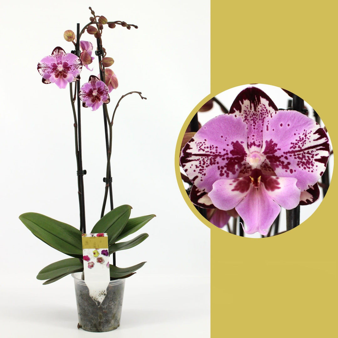 Phalaenopsis Yu Pin Lady ‘Big Lip’