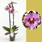 Phalaenopsis Yu Pin Lady ‘Big Lip’