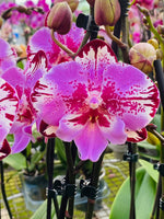 Carica l&#39;immagine nel visualizzatore Galleria, Phalaenopsis Yu Pin Lady ‘Big Lip’
