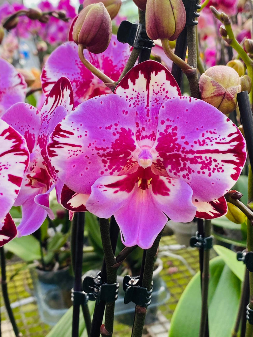 Phalaenopsis Yu Pin Lady ‘Big Lip’