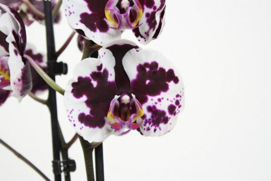 Phalaenopsis Yushan Mammon Islan
