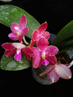 Carica l&#39;immagine nel visualizzatore Galleria, Phalaenopsis Zheng Min Etching
