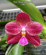 Carica l&#39;immagine nel visualizzatore Galleria, Phalaenopsis Zheng Min Etching
