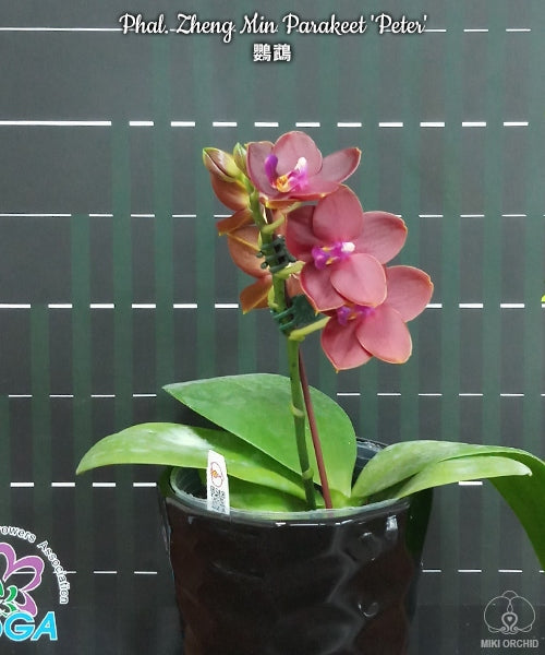 Phalaenopsis Zheng Min Parakeet 'Peter'
