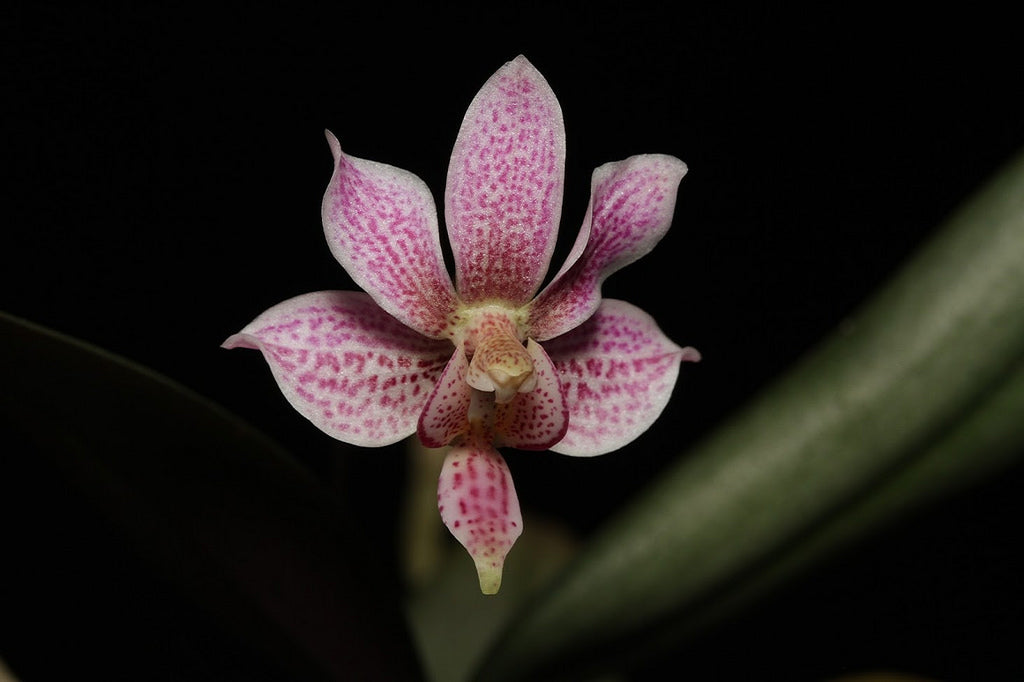Phalaenopsis Alyos (Phal. schilleriana x Phal. finleyi)