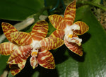 Load image into Gallery viewer, Phalaenopsis amboinensis
