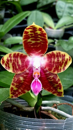 Load image into Gallery viewer, Phalaenopsis Jong's Ambotrana Cherry (Phal. Ambotrana x Phal. Kung's Red Cherry)