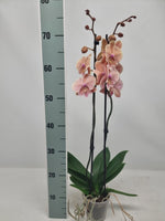 Load image into Gallery viewer, Phalaenopsis Autumn Wind