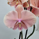 Load image into Gallery viewer, Phalaenopsis Autumn Wind