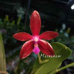 Load image into Gallery viewer, Phalaenopsis bastianii 'Red' Mainshow