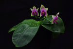 Load image into Gallery viewer, Phalaenopsis bellina 'Red Apple'