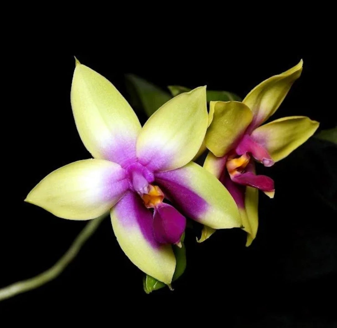 Phalaenopsis bellina (jiaho tricolor x almost whole red)