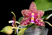 Phalaenopsis Brother Ambo Passion x Phal. Jessie Lee