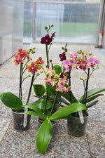 Carica l'immagine nel visualizzatore Galleria, OFFERTA PHALAENOPSIS profumi di primavera