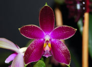 Phalaenopsis corning's violet (corningiana x violacea)