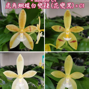 Phalaenopsis cornu-cervi var. alba (peloric) × tetraspis 'C1' 