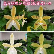 Phalaenopsis cornu-cervi var. alba (peloric) × tetraspis 'C1' 