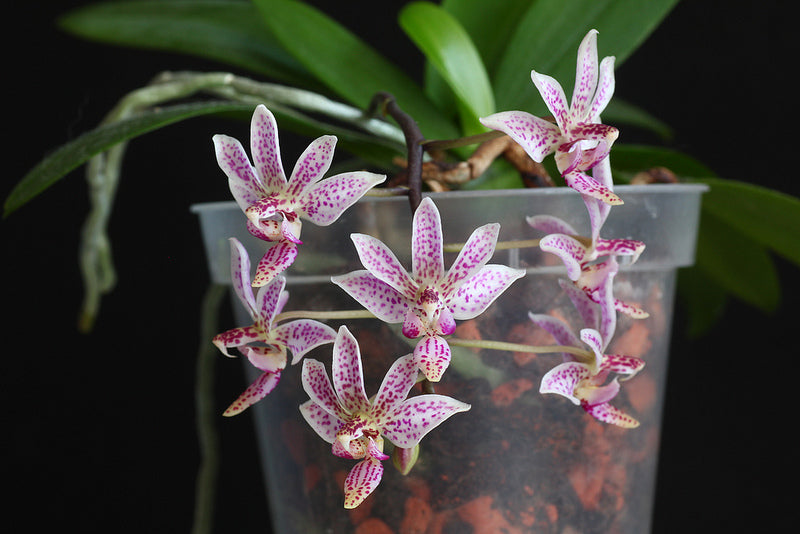 Phalaenopsis Donna's Delight (Phal. equestris x Phal. finleyi)