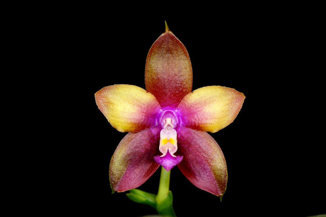 Phalaenopsis Dragon Tree Eagle (Phal. Penang Girl x Phal. Black Eagle)