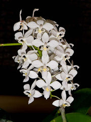 Phalaenopsis equestris var. alba