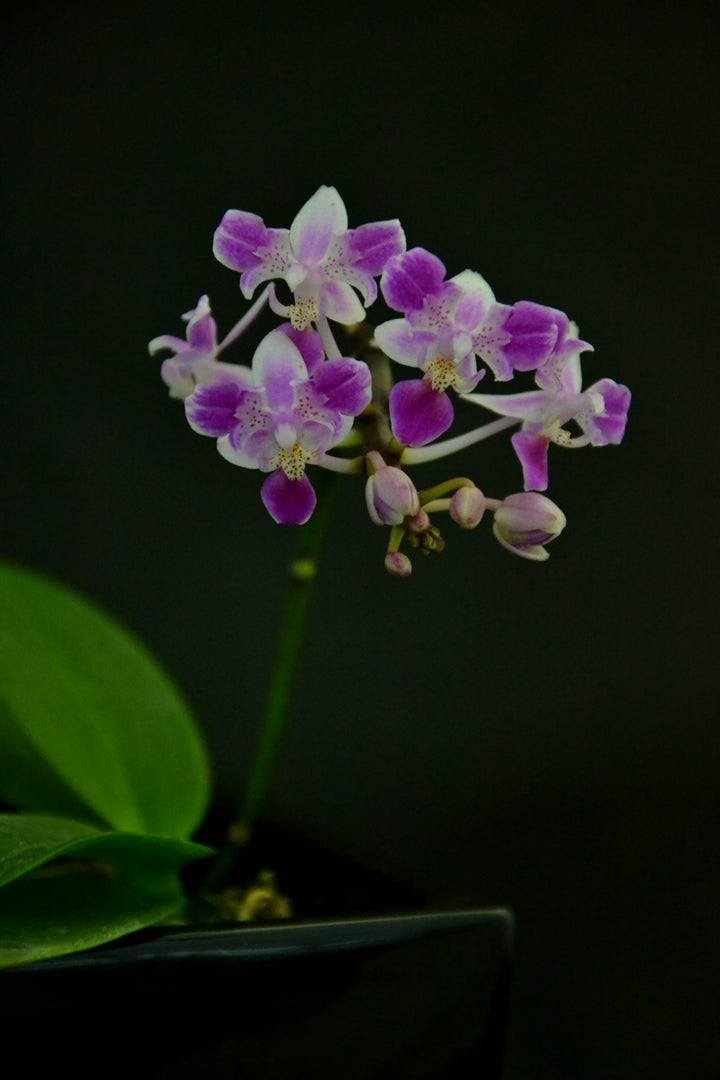 Phalaenopsis equestris var. trilip