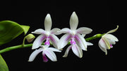 Phalaenopsis fimbriata
