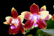 Phalaenopsis Tying Shin Fly Eagle (Phal. tetraspis x Phal. Dragon Tree Eagle)