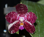 Load image into Gallery viewer, Phalaenopsis gigantea x ludde-star