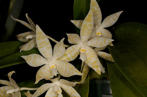 Phalaenopsis hieroglyphica var. alba