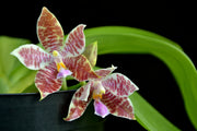 Phalaenopsis hieroglyphica