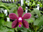 Carica l'immagine nel visualizzatore Galleria, Phalaenopsis honghenensis x violacea