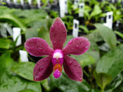 Phalaenopsis honghenensis x violacea