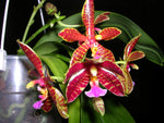 Load image into Gallery viewer, Phalaenopsis Hymen (Phal. mannii 'dark' x Phal. lueddemanniana)