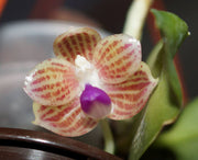 Phalaenopsis javanica 