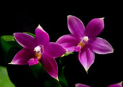 Phalaenopsis Jennifer Palermo (Phal. tetraspis C#1 x Phal. violacea)