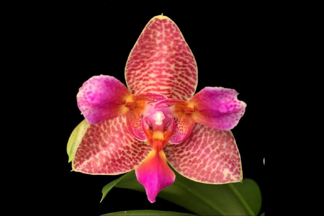 Phalaenopsis Joy Fairy Tale (Phal. Ho's Princess Arai × Phal. Coral Isles)