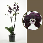 Carica l'immagine nel visualizzatore Galleria, Phalaenopsis Kaoda Twinkle