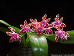 Load image into Gallery viewer, Phalaenopsis mariae