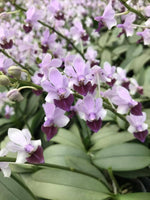 Carica l'immagine nel visualizzatore Galleria, Phalaenopsis Memoria Val Rettig (Phal. Anna-Larati Soekardi × Phal. pulcherrima)
