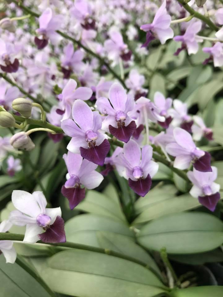 Phalaenopsis Memoria Val Rettig (Phal. Anna-Larati Soekardi × Phal. pulcherrima)