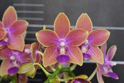 OFFERTA PHALAENOPSIS profumi di primavera