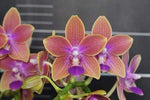 Carica l'immagine nel visualizzatore Galleria, Phalaenopsis Miki Golden Sand